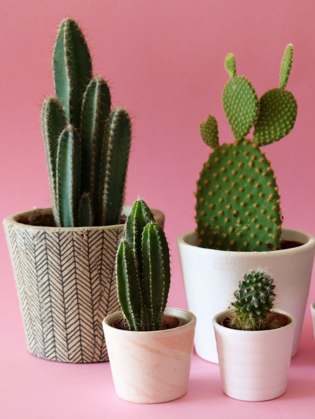 10 Best Places to Buy Plants Online (2024)