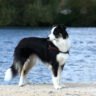 Border collie dog
