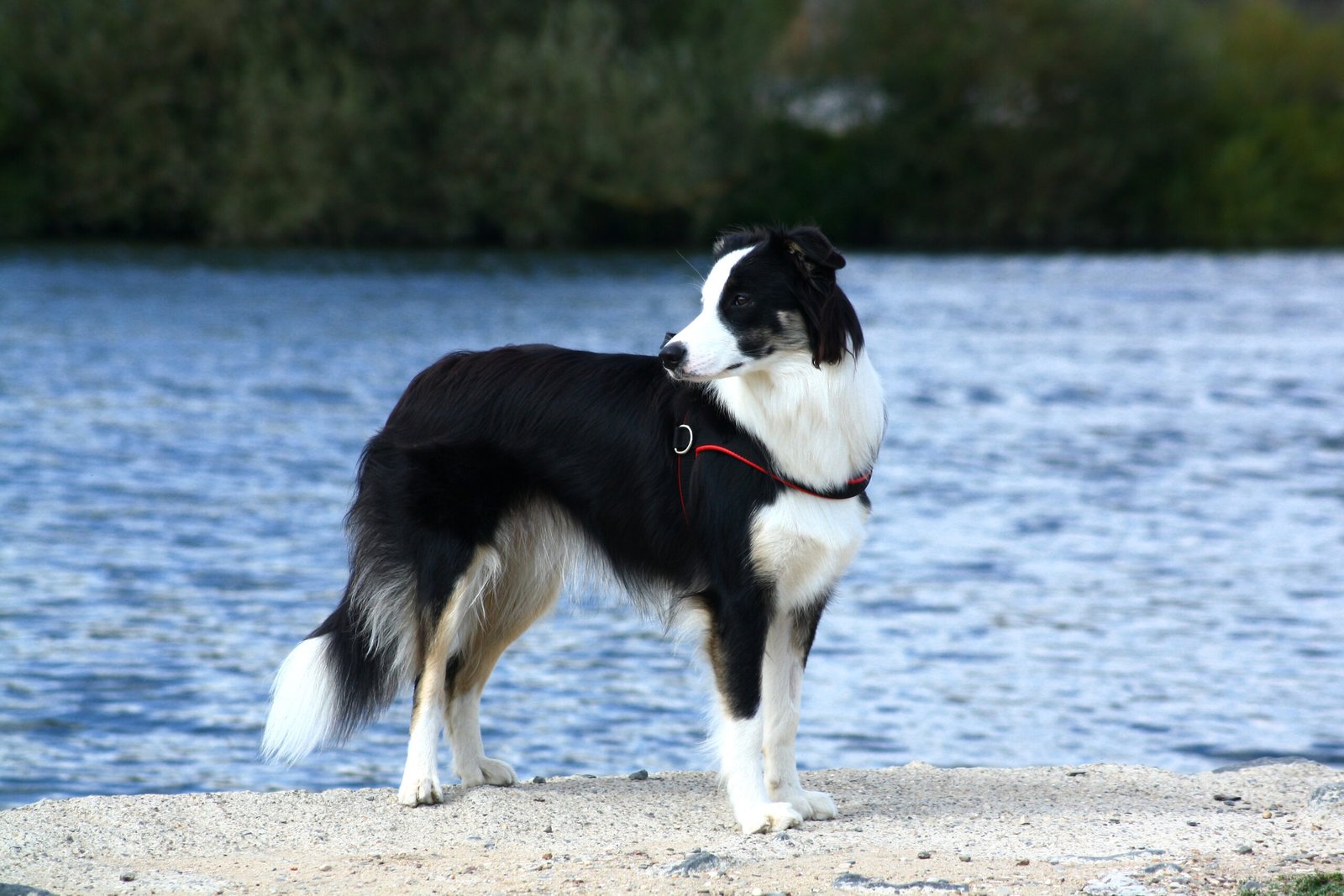 Border collie dog